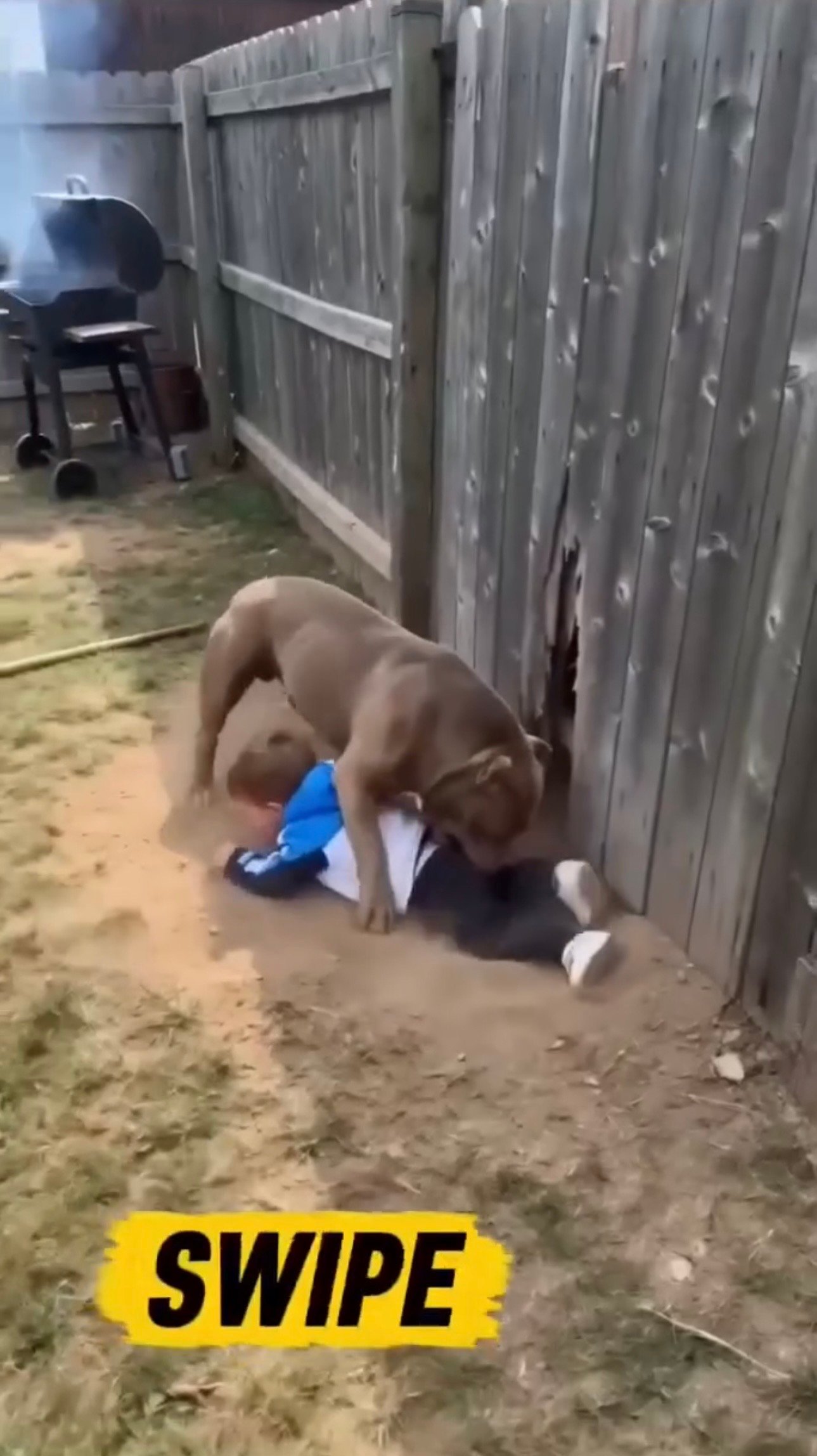 Large Dog’s Unexpected Reaction at Busy Market Leaves Everyone Stunned