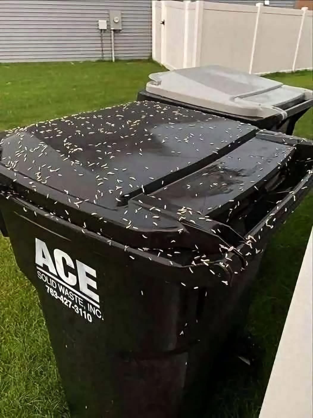 I Thought It Was Rice on My Garbage Can—Then It Started Moving
