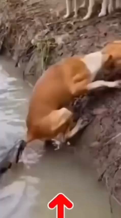 Giant Snake Tries to Pull Dog into the Water